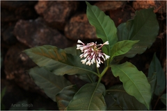 Rauvolfia serpentina